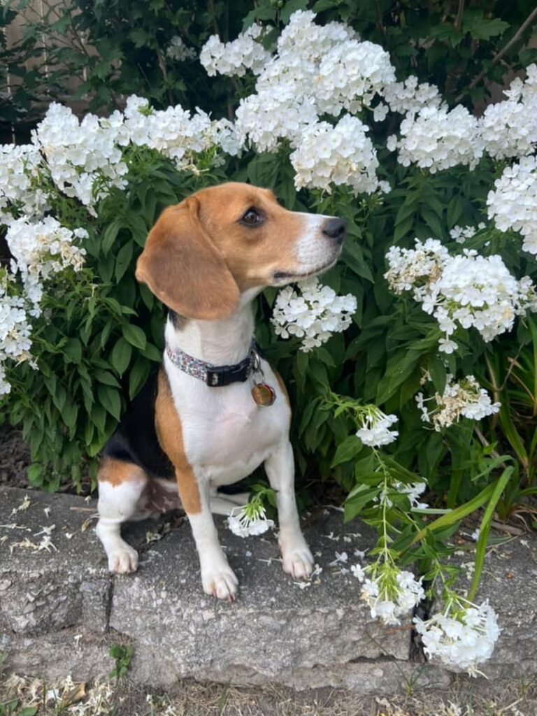 Raven the testing lab rescue Beagle