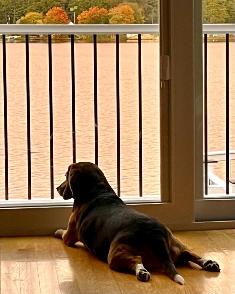 Envigo Rescue Beagle Waits For Amazon Driver. 