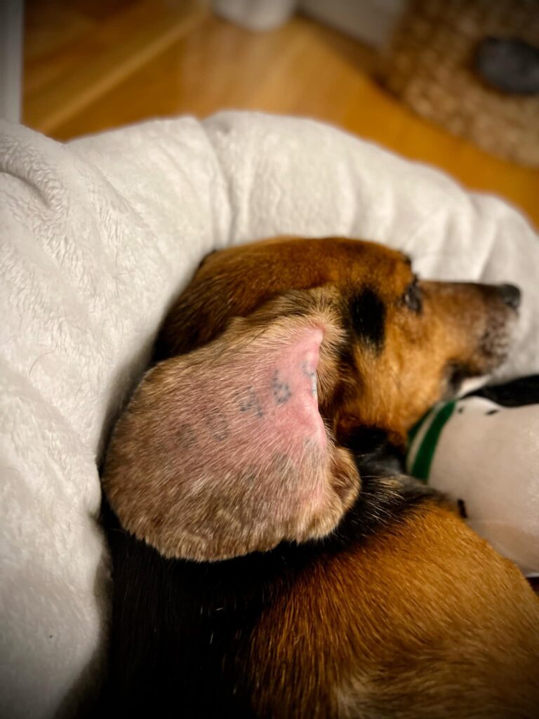 Bruin's Ear Tattoo Is A Reminder To His Past. Beagle Bred For Testing labs Have Tattoos Like Product Inventory.