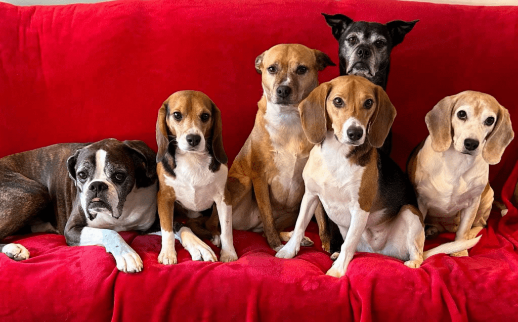 House with Christmas Dog theme is home to a beautiful family of rescue beagles.