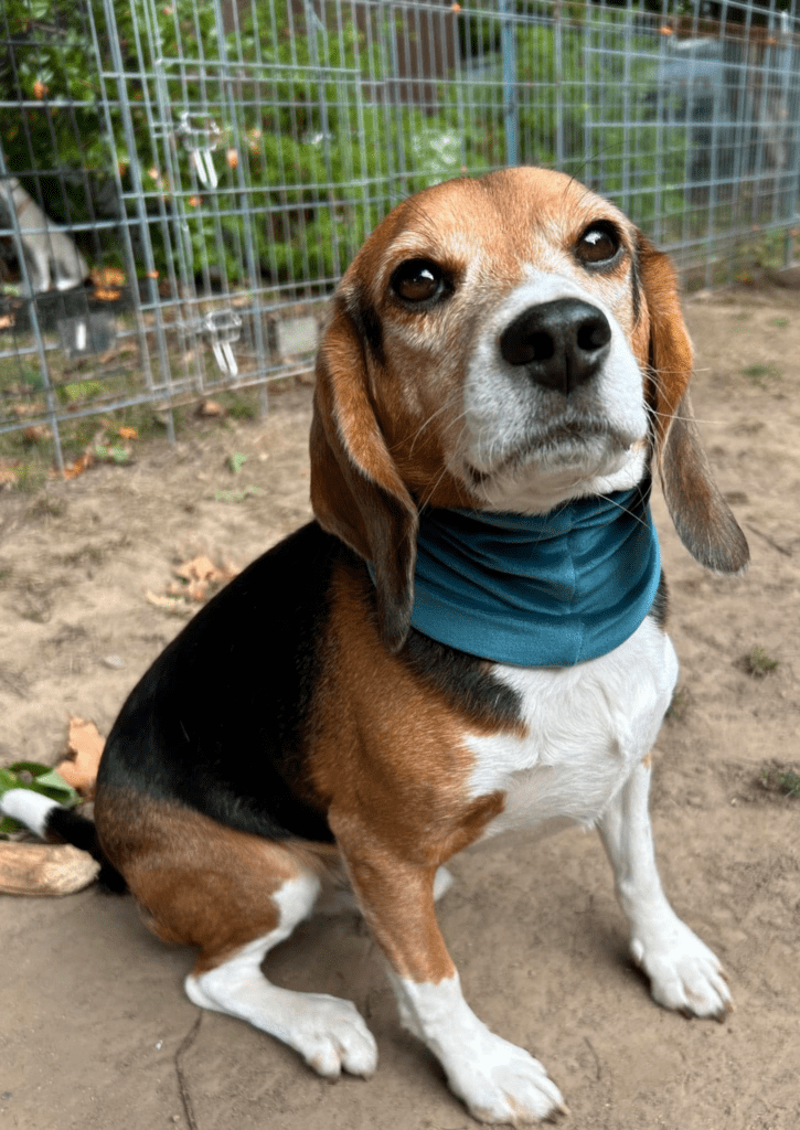 Muffin is rescued lab beagle.