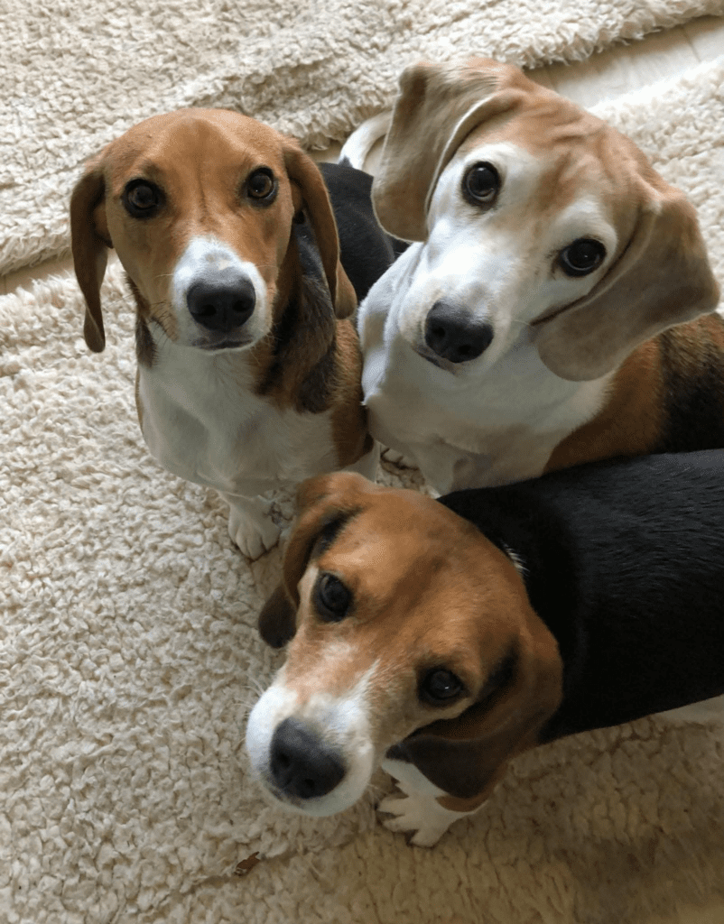 Envigo rescue beagles at home.